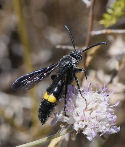 Scolia hirta hirta